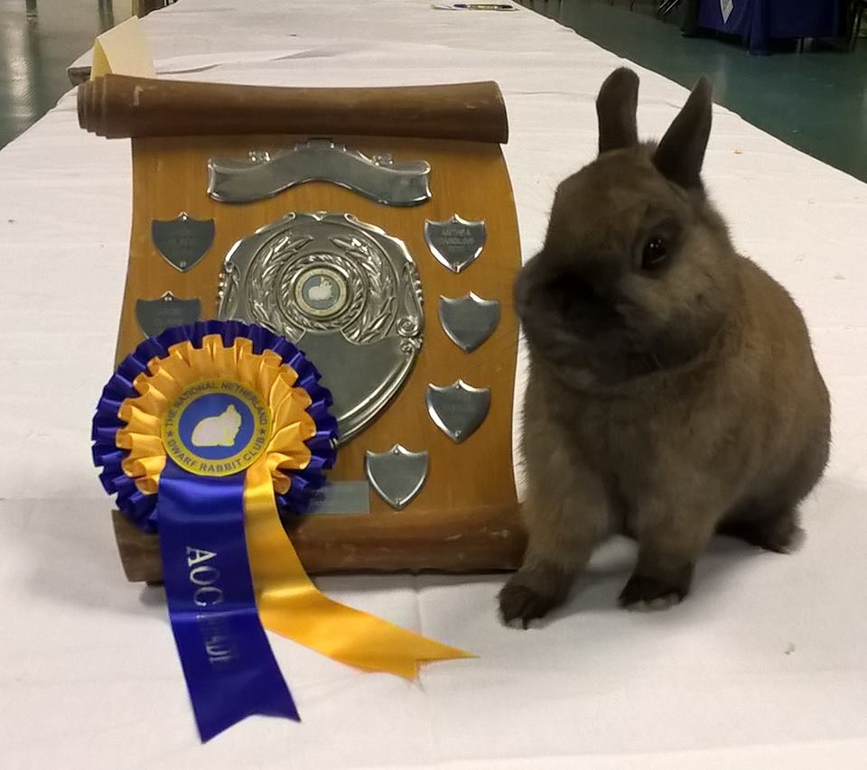 Netherland dwarf rabbits colours - batmanattack